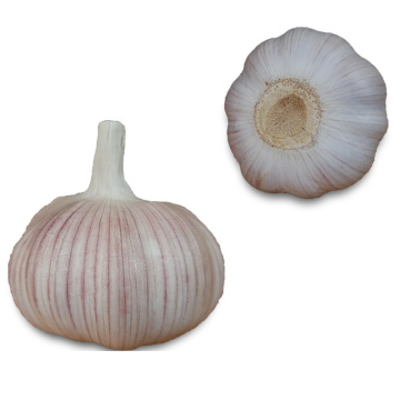 Fresh garlic manufacturer factory from China